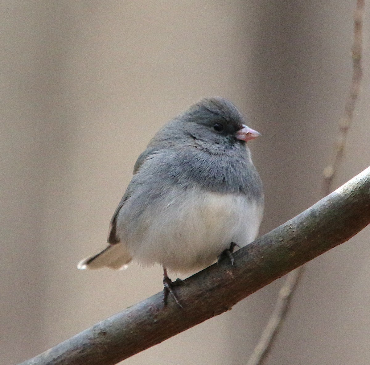 Dark-eyed Junco - ML409942401
