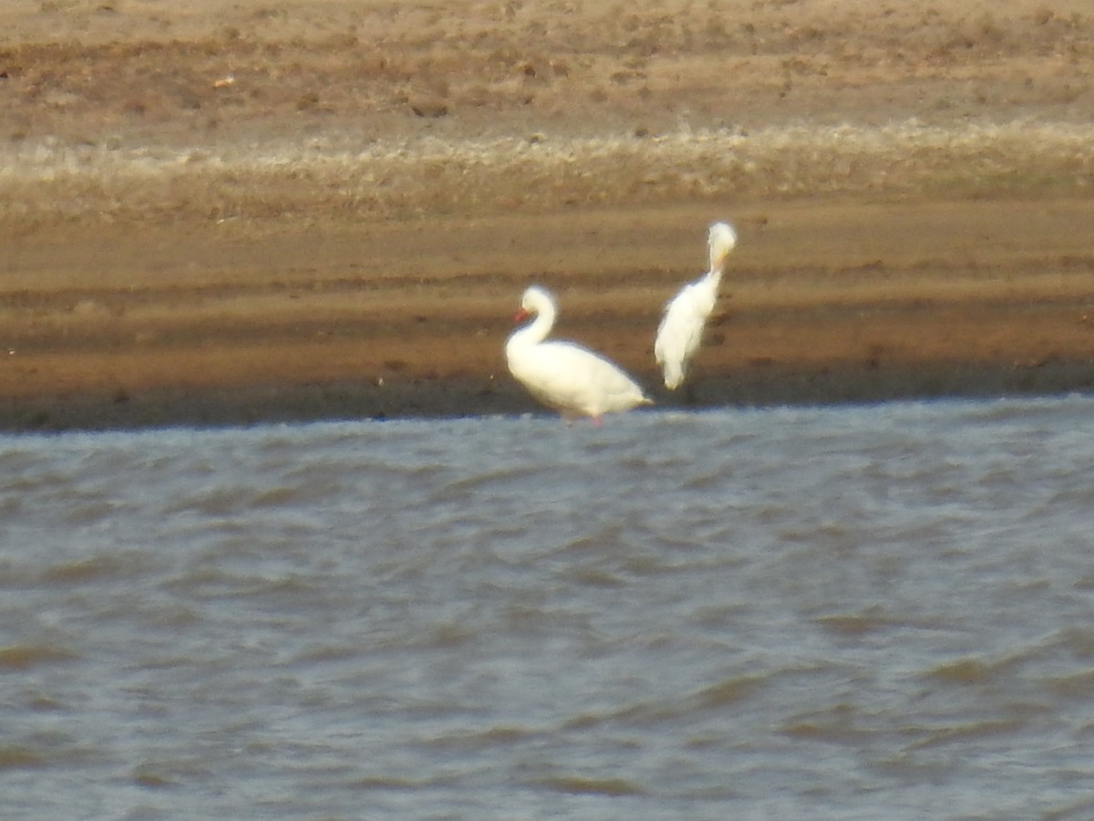 Coscoroba Swan - ML409943531