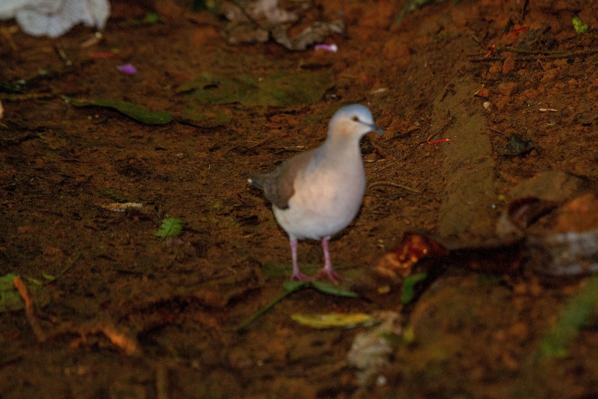 Gray-headed Dove - Oscar David Solano