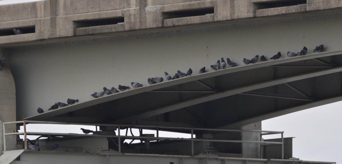 Rock Pigeon (Feral Pigeon) - Robert Tonge