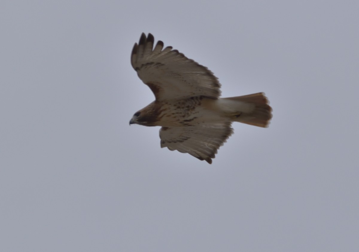 Red-tailed Hawk (borealis) - ML409944191
