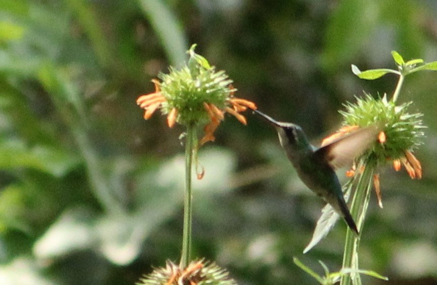 kolibřík lesklobřichý - ML409944411