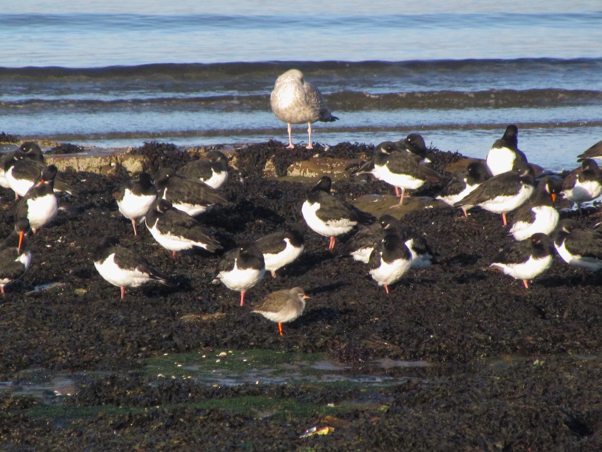 Eurasian Oystercatcher - ML40994481