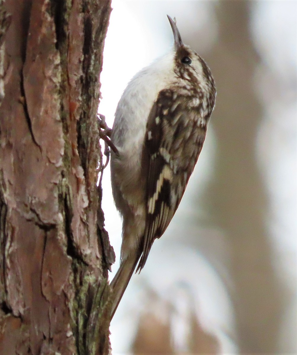 Brown Creeper - ML409945841