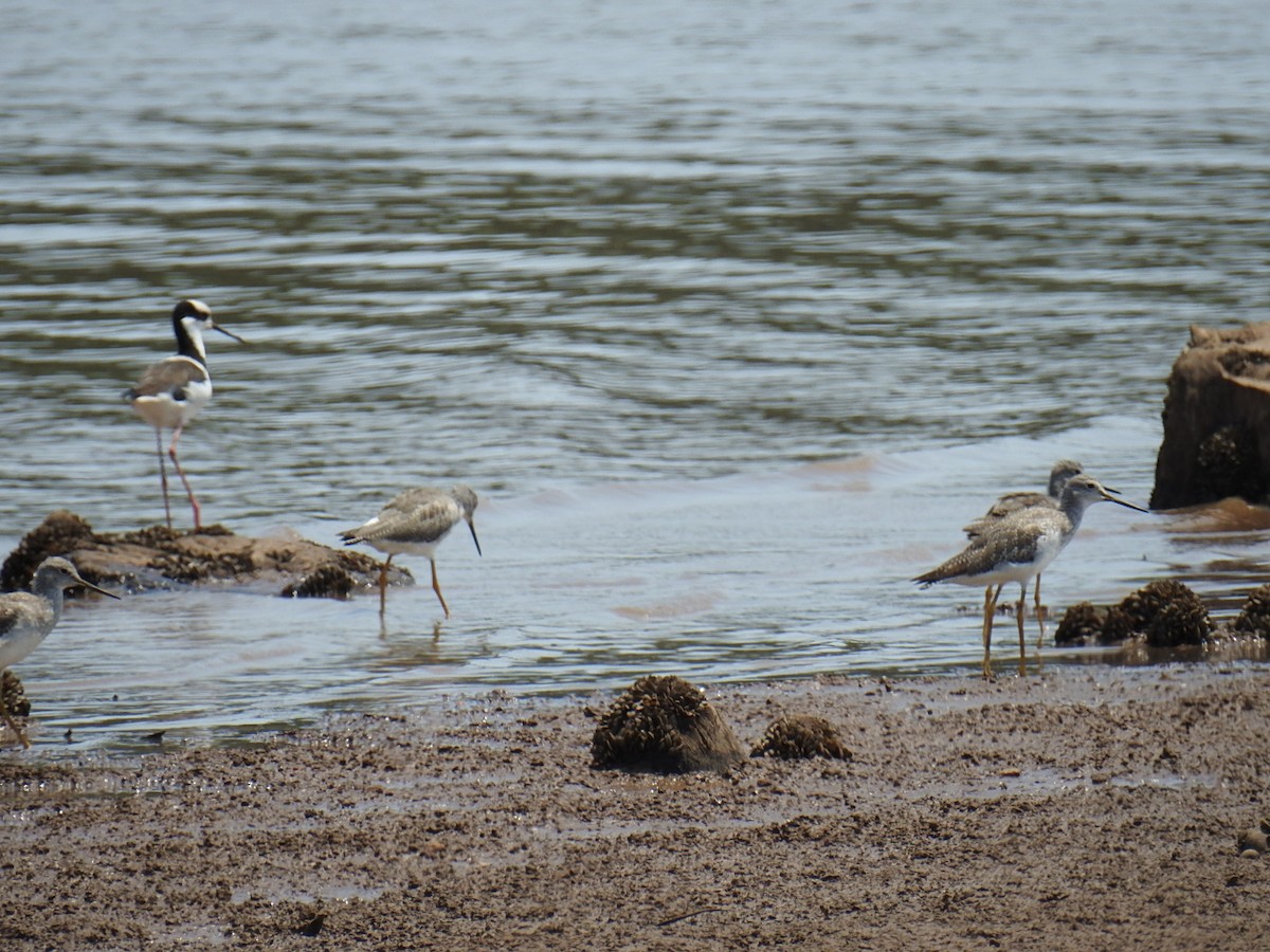 Greater Yellowlegs - ML409947161