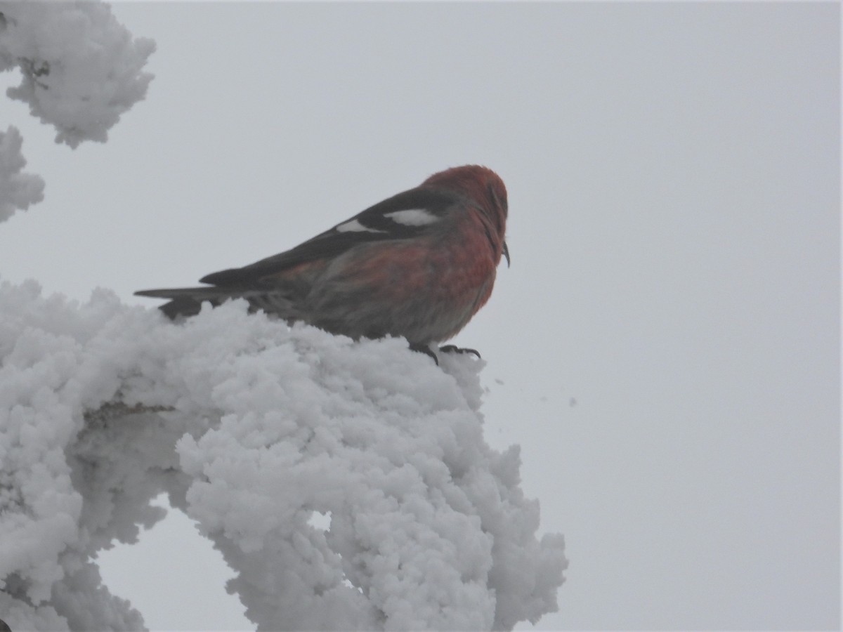 White-winged Crossbill - ML409947791