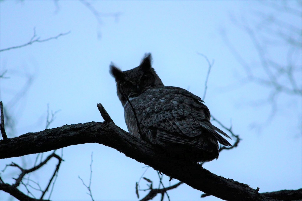 Great Horned Owl - ML409948051