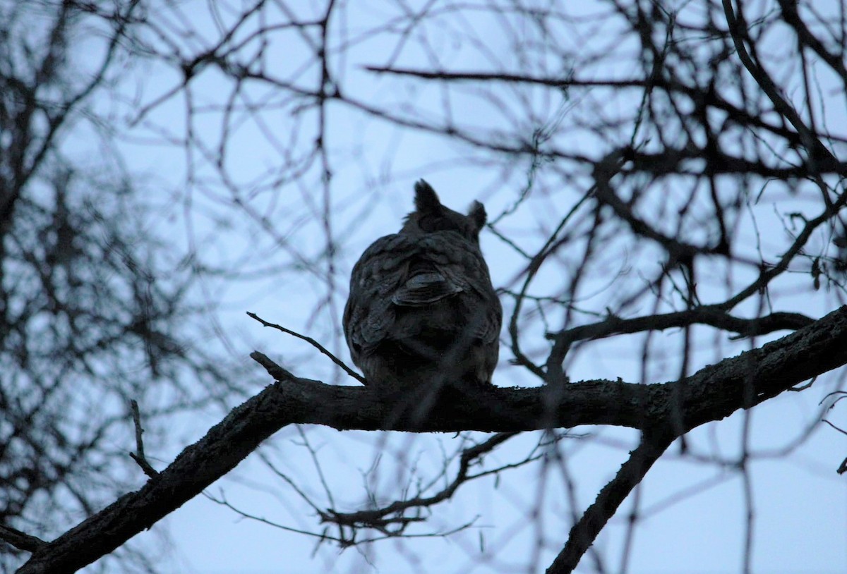 Great Horned Owl - ML409948061