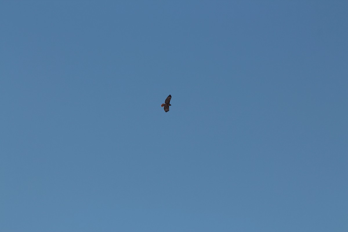 Red-tailed Hawk (calurus/alascensis) - ML409949331