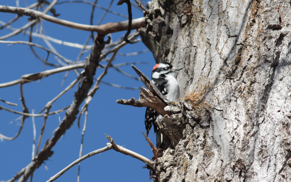 Downy Woodpecker - ML409949991