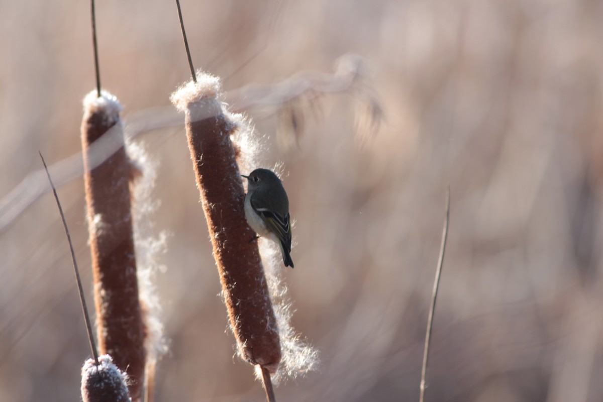 Ruby-crowned Kinglet - ML409950581