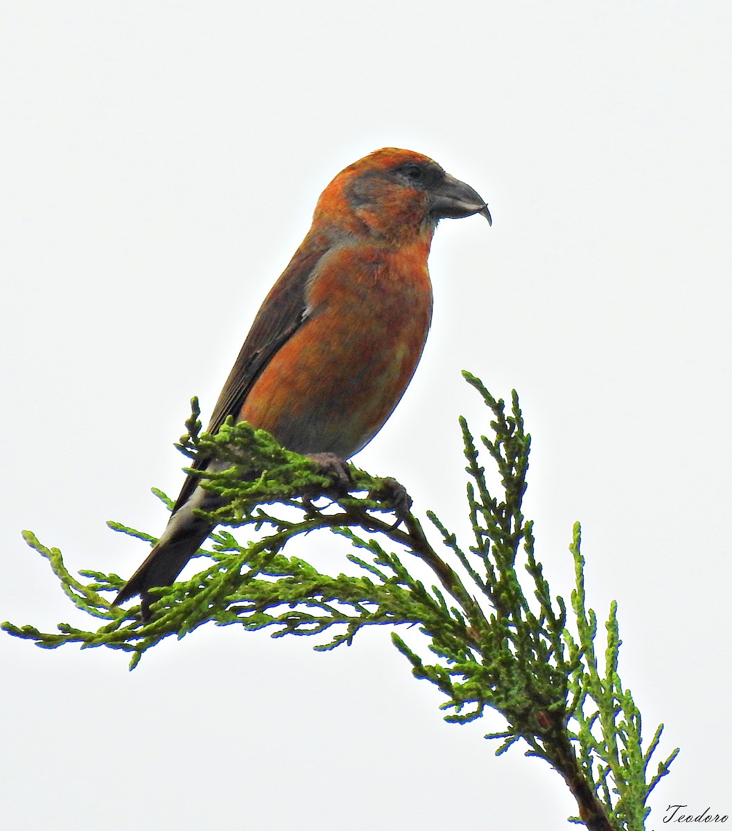 Red Crossbill - ML409951791