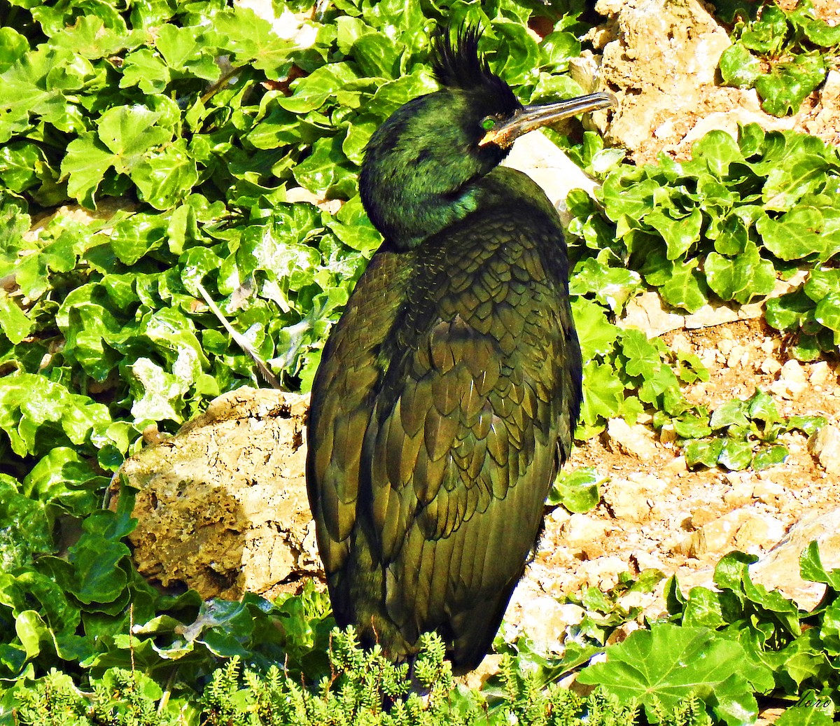 European Shag - ML409952471