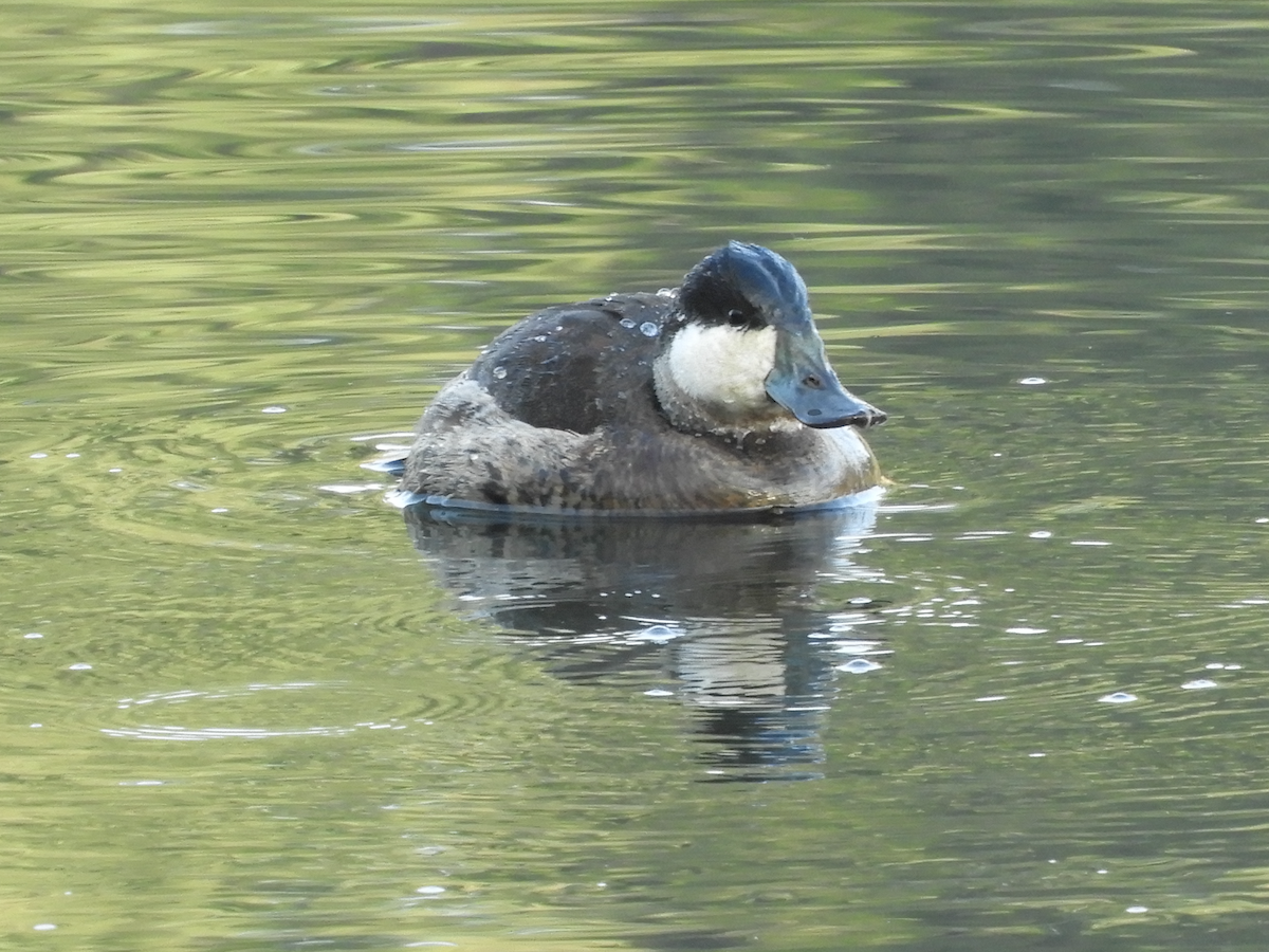 Ruddy Duck - Cherie St.Ours