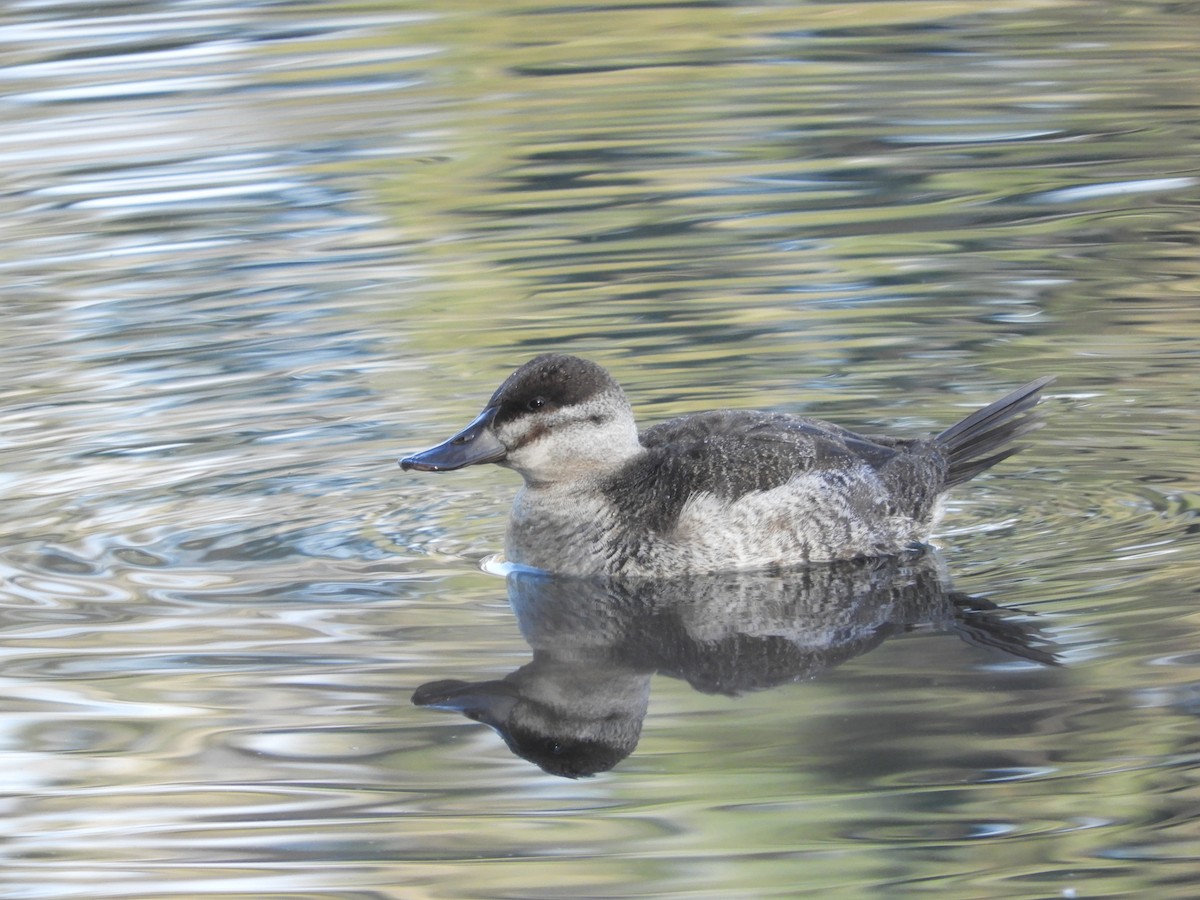 Ruddy Duck - Cherie St.Ours