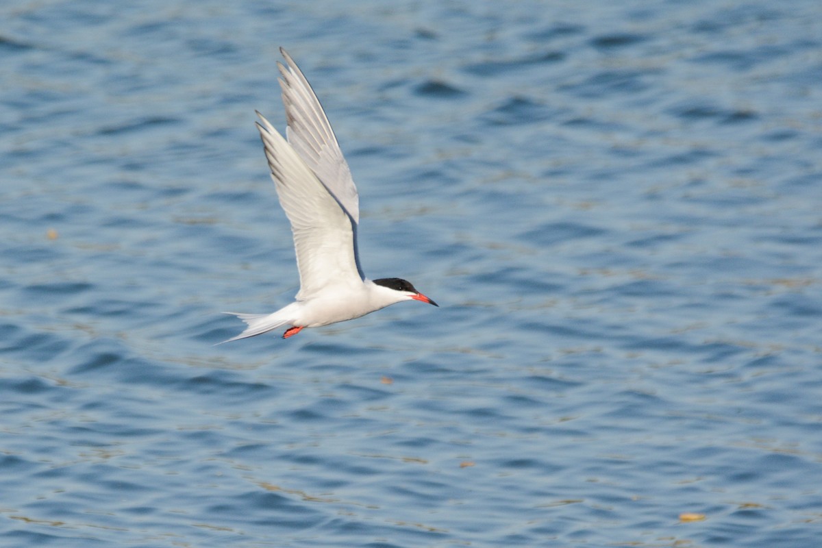 Common Tern - ML409954431