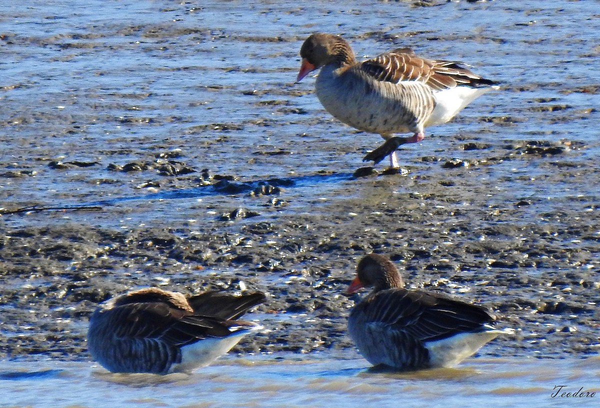 Graylag Goose - ML409954751
