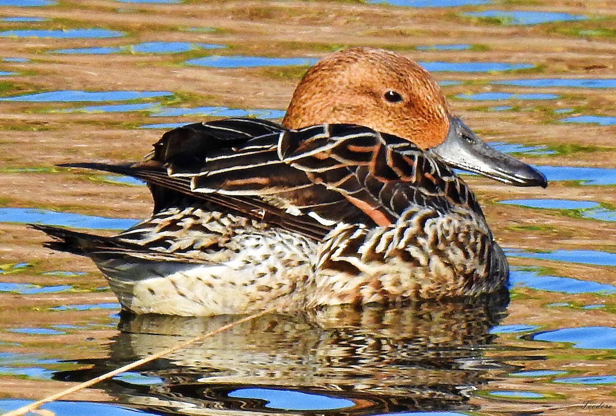 Northern Pintail - ML409954961