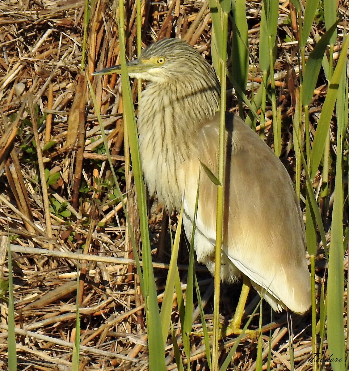 Squacco Heron - ML409955181
