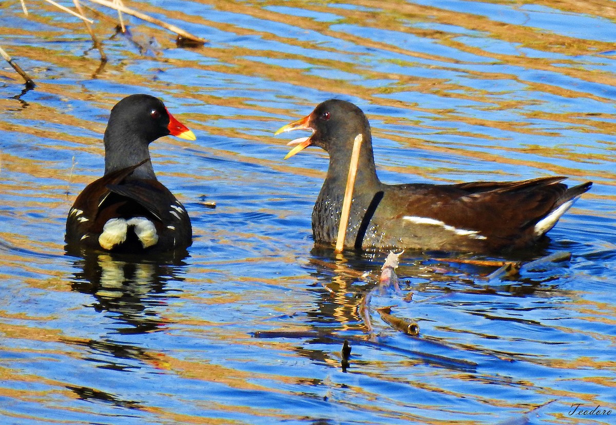 Eurasian Moorhen - ML409955301