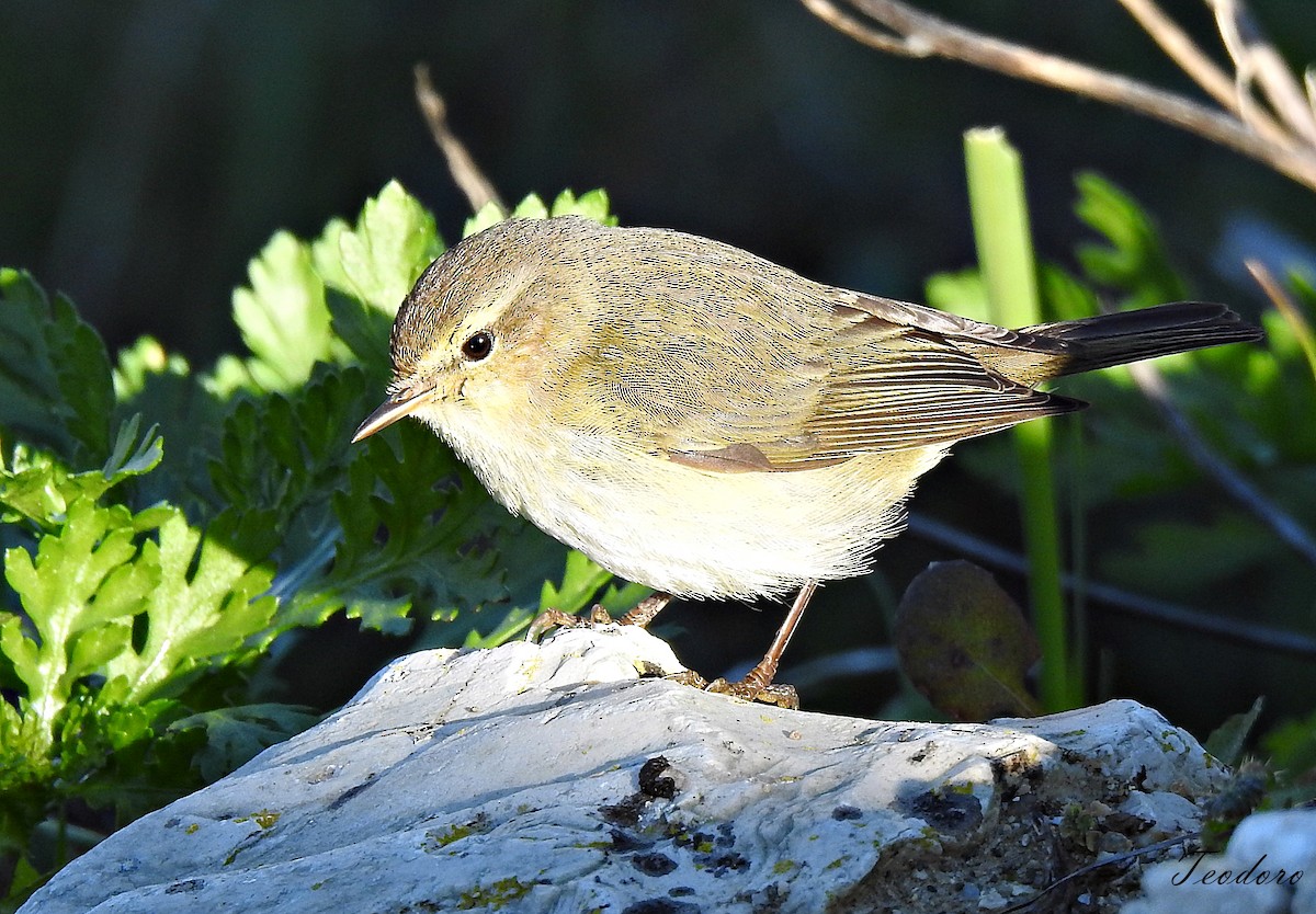 Common Chiffchaff - ML409955471