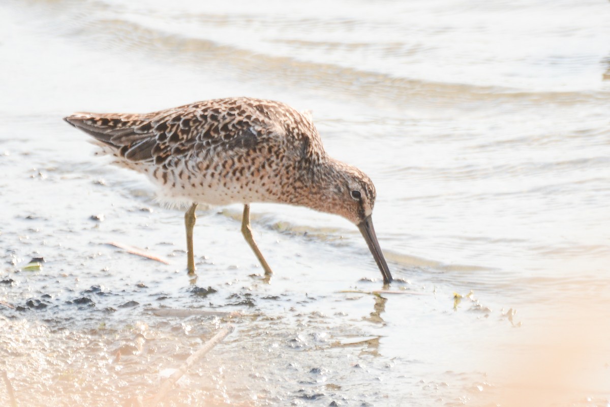 Short-billed Dowitcher - Jax Nasimok