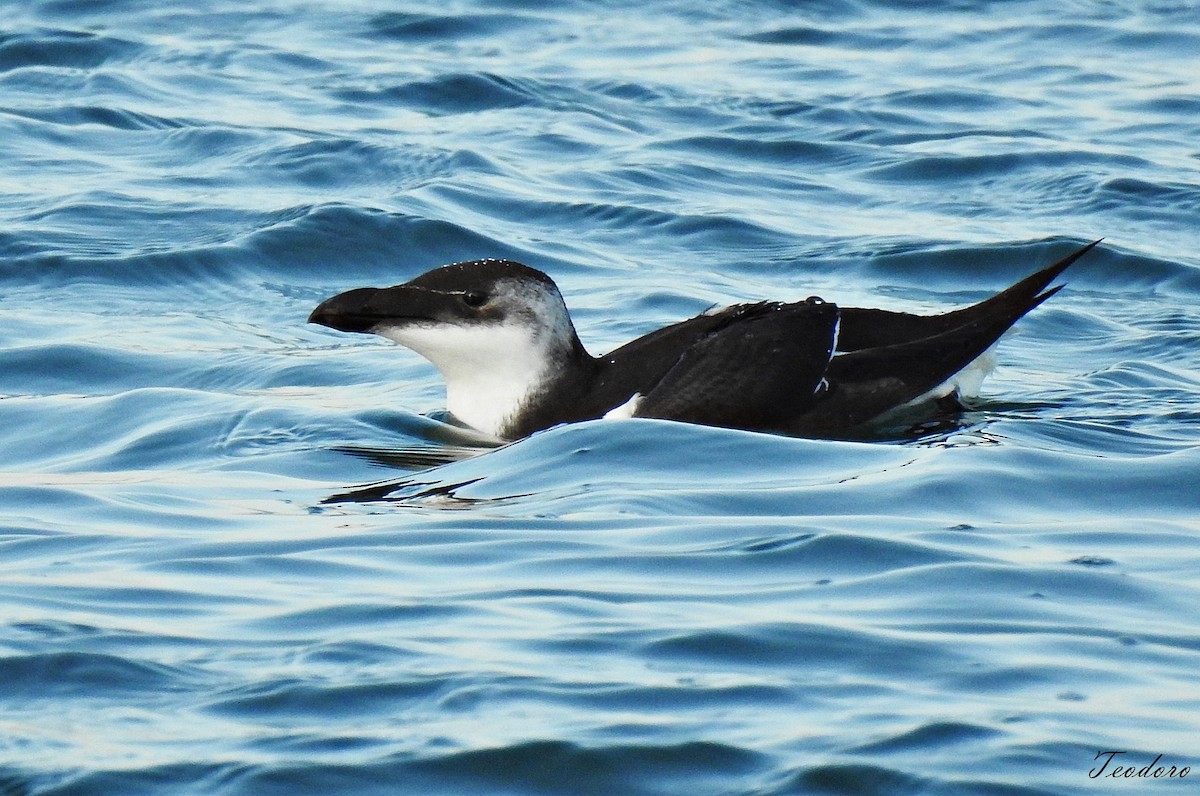 Razorbill - ML409956211