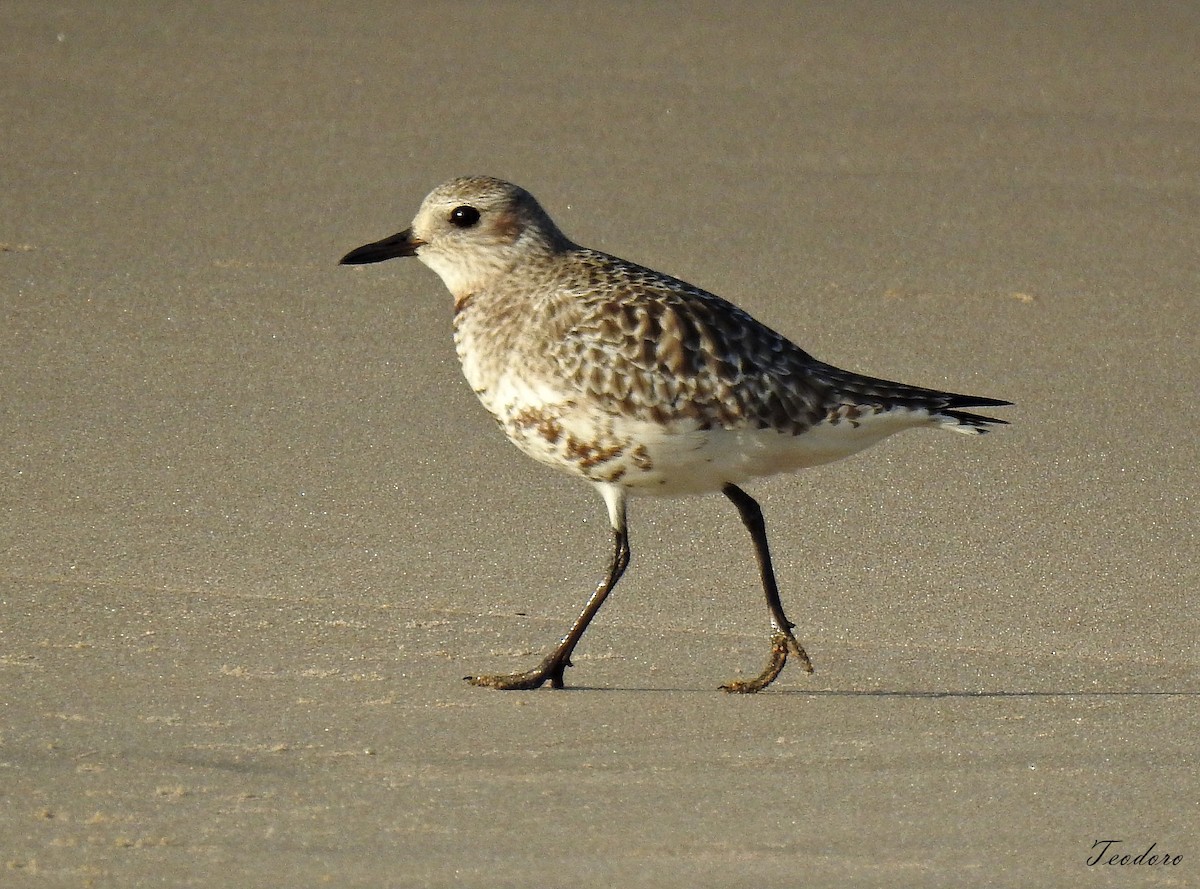 Black-bellied Plover - ML409956441