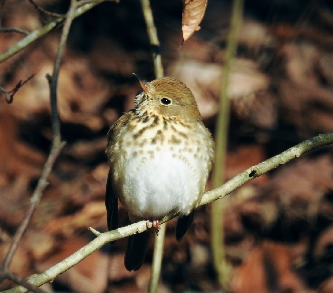 Hermit Thrush - Mollie Bading