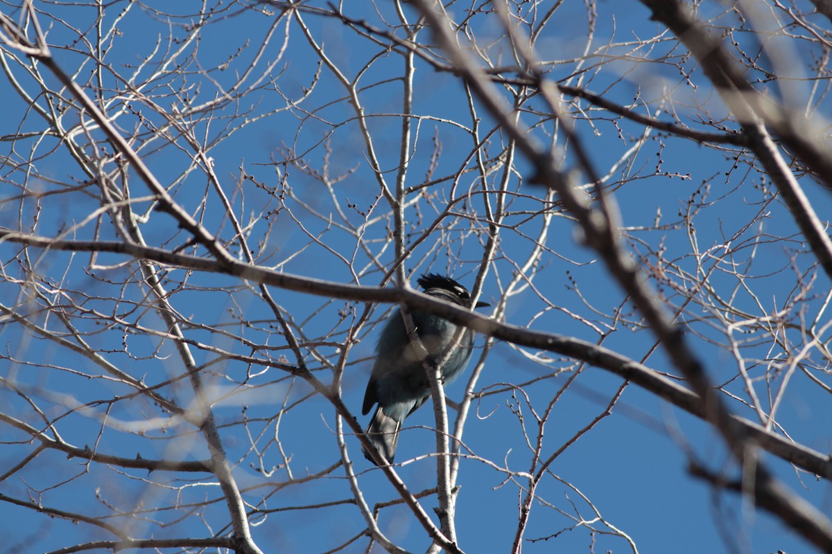 Steller's Jay - ML409957031