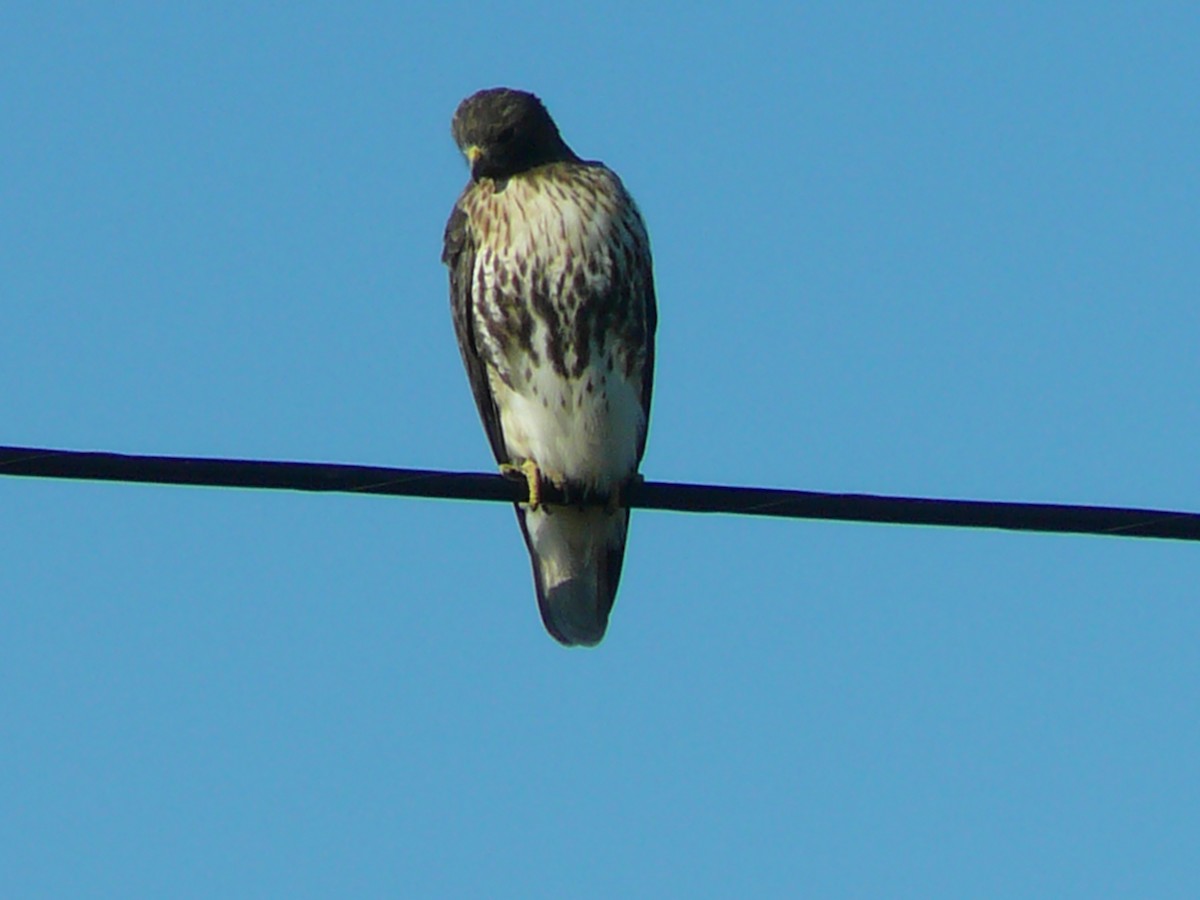 Rough-legged Hawk - ML409957331