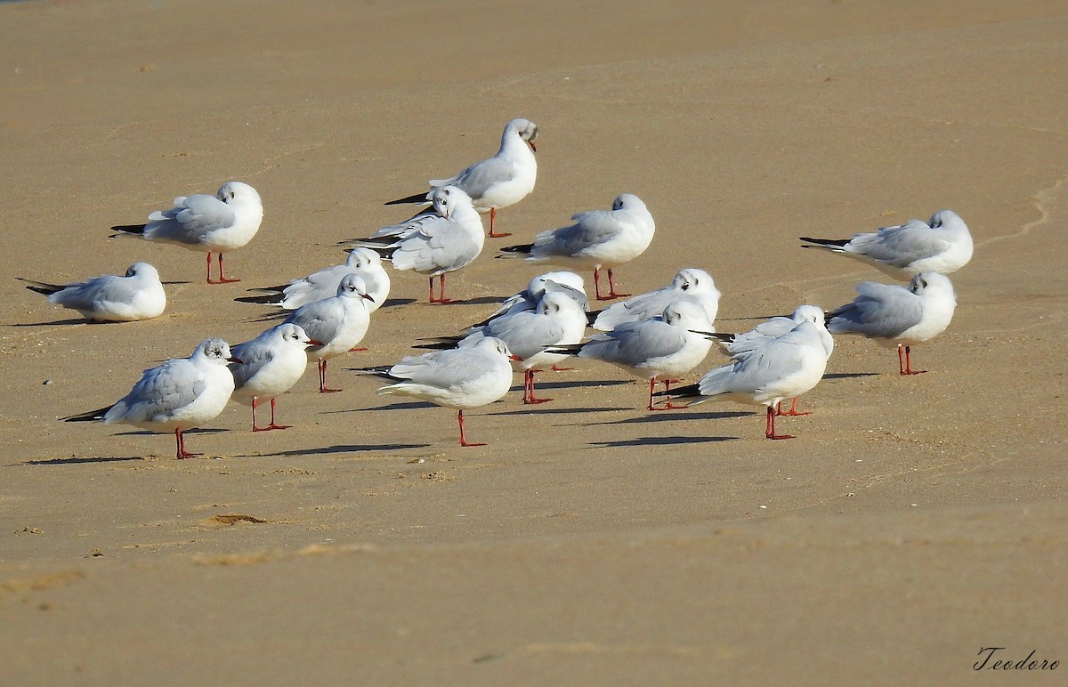 Black-headed Gull - ML409957351