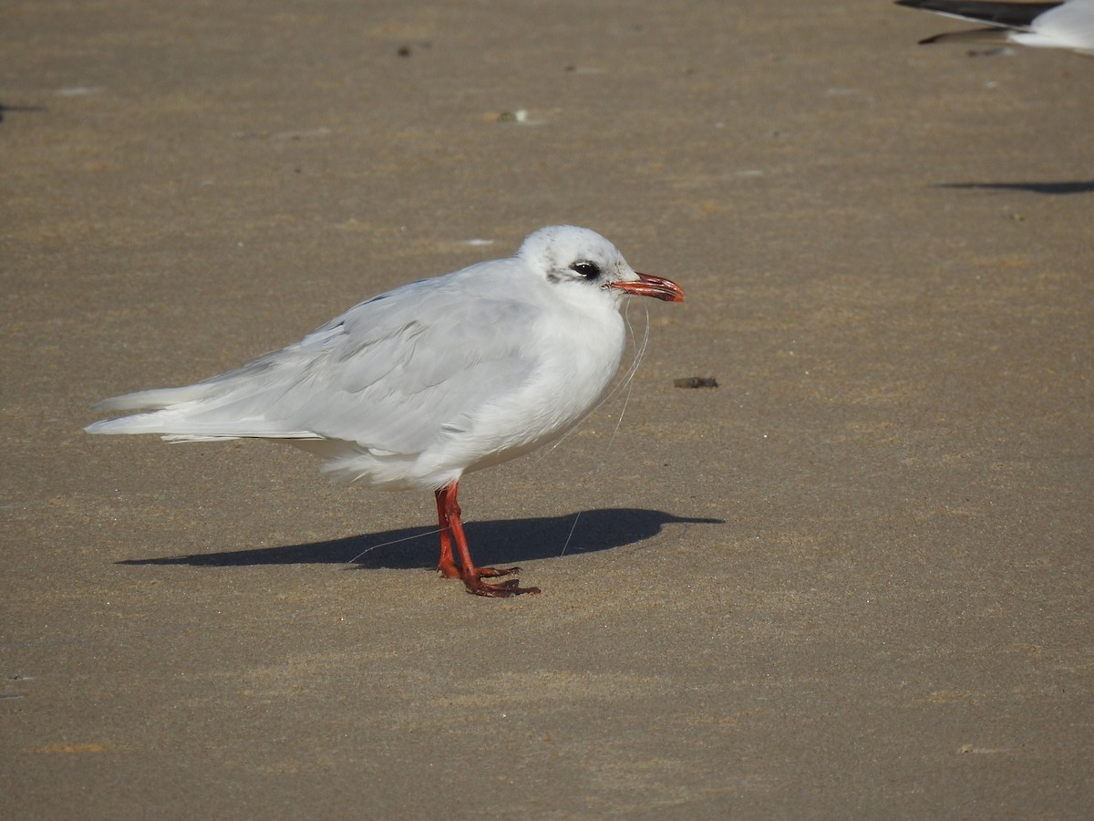 Mediterranean Gull - ML409957591