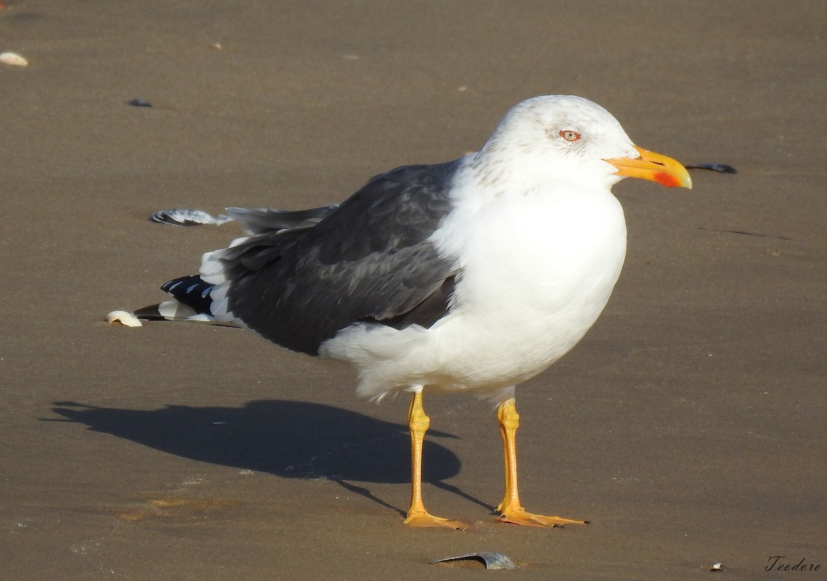 Lesser Black-backed Gull - ML409957691