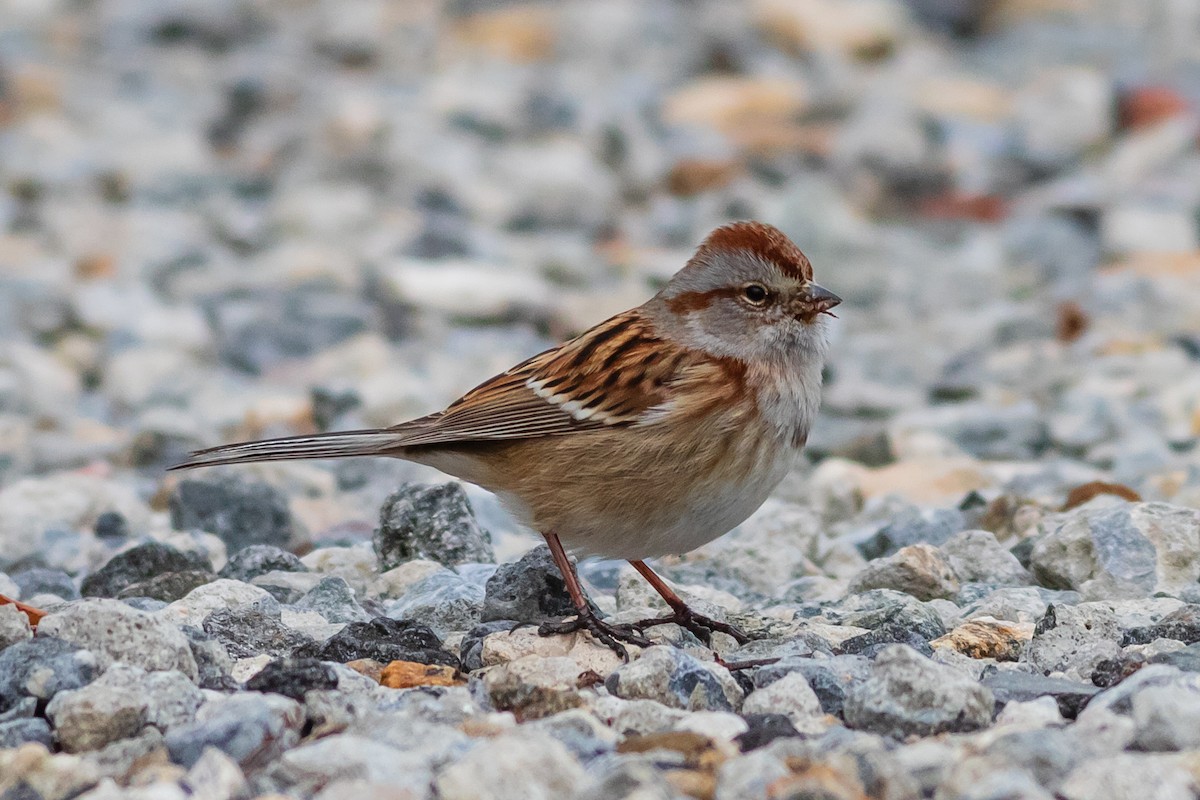 American Tree Sparrow - ML409957921