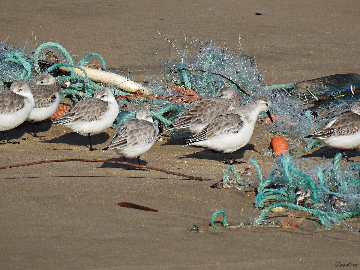 Sanderling - ML409958051