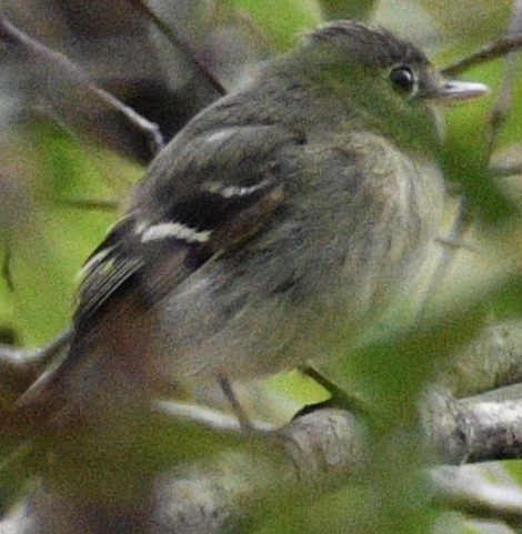 Yellow-bellied Flycatcher - Nicole Cope