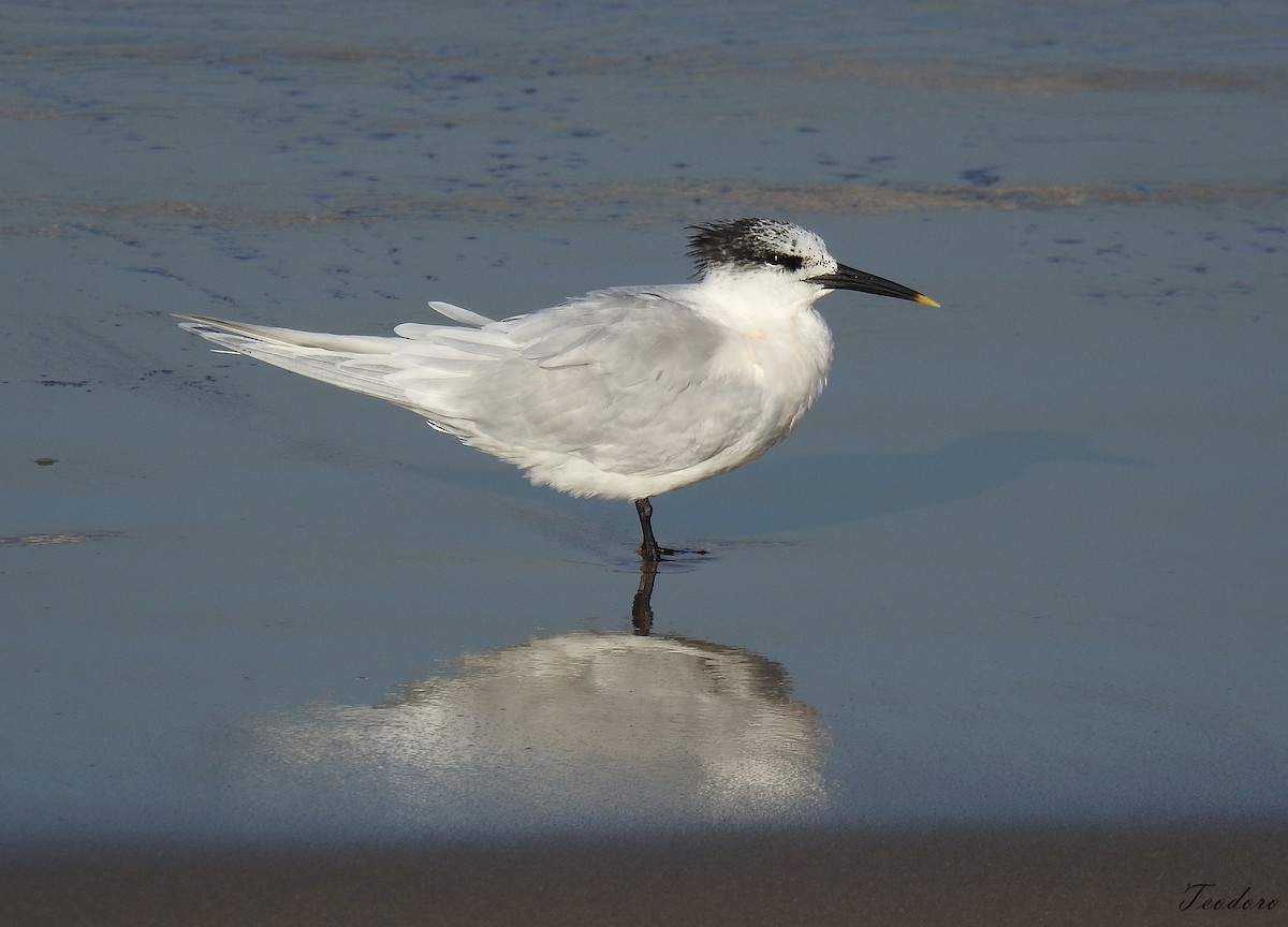 Sandwich Tern - ML409958191