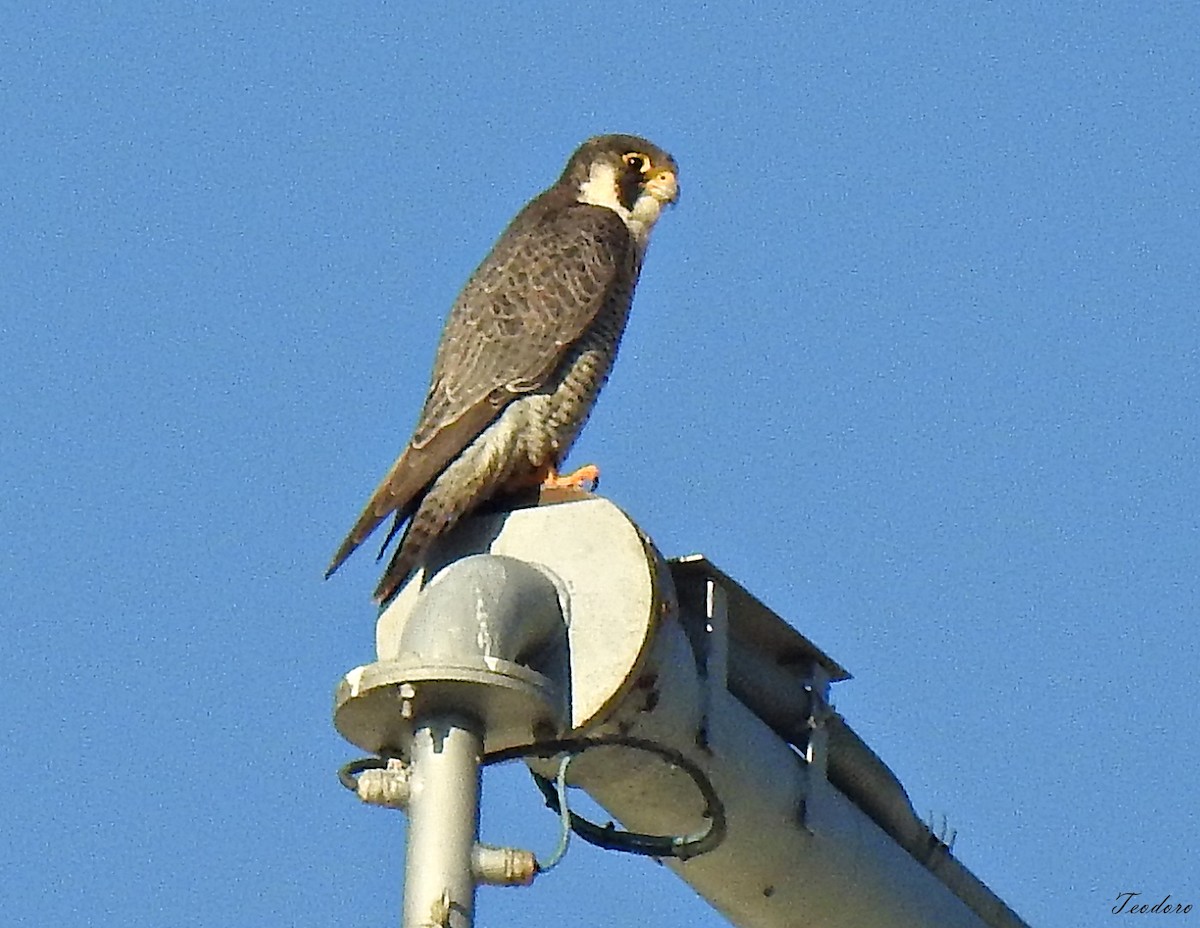 Peregrine Falcon - ML409958501