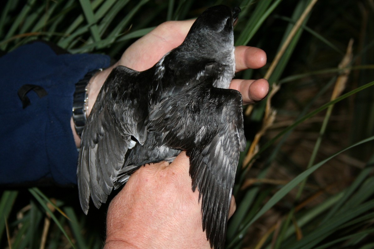 Common Diving-Petrel - ML409958991