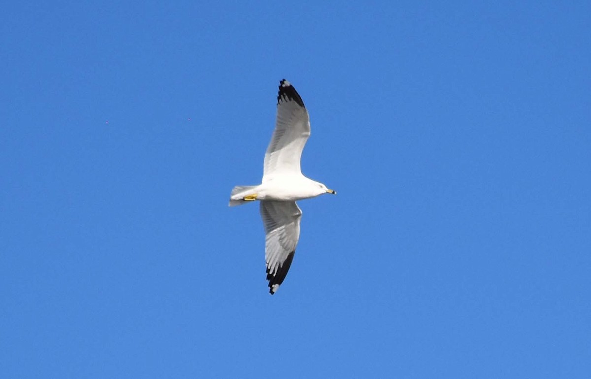 Ring-billed Gull - ML409959061