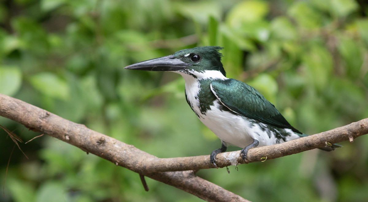 Amazon Kingfisher - Doug Hitchcox