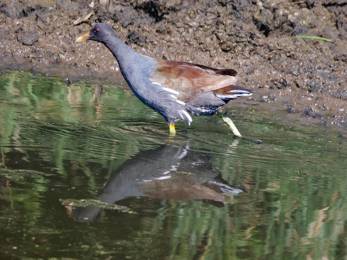 Common Gallinule - Roger Horn