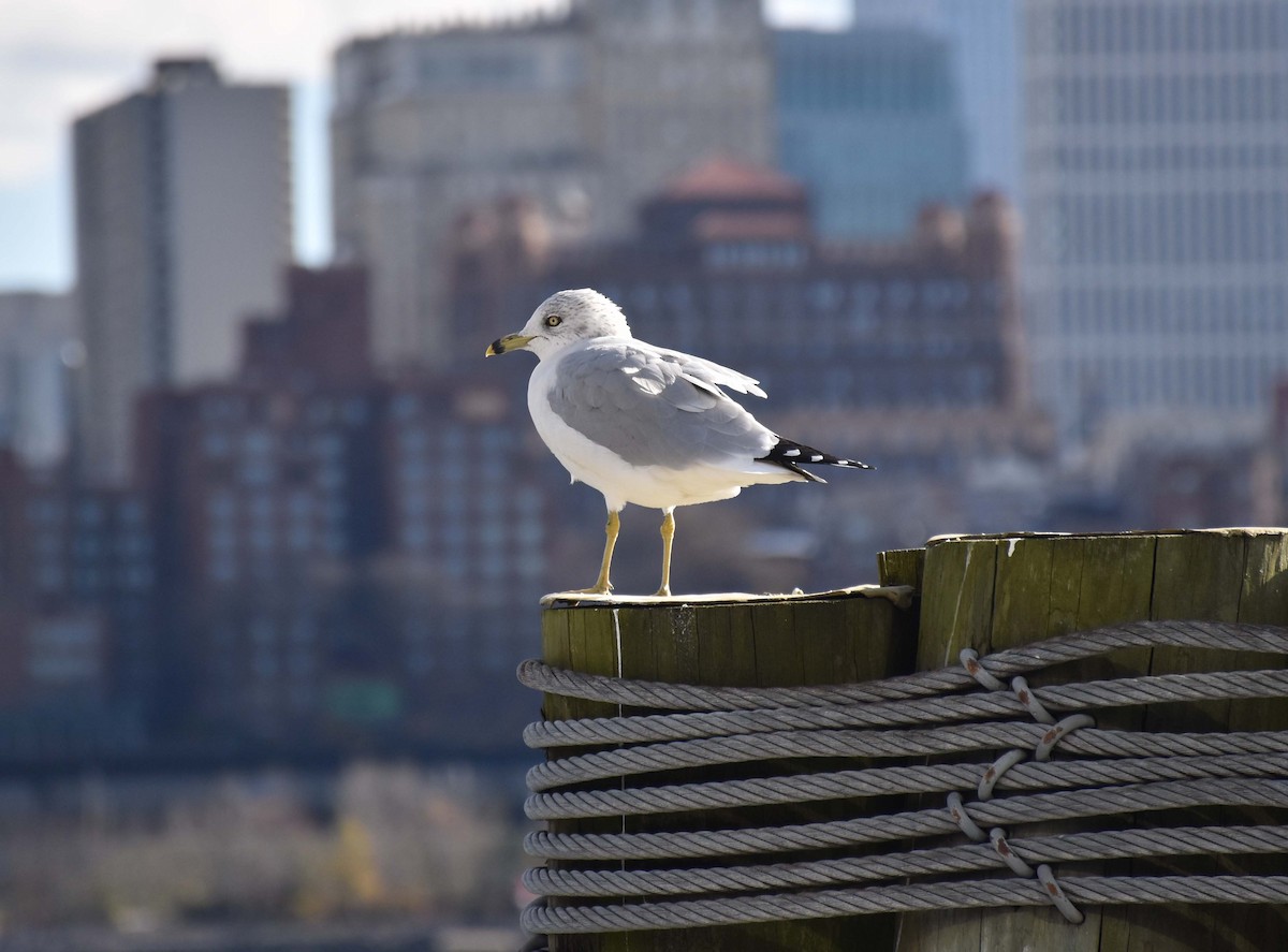 Ring-billed Gull - ML409960001