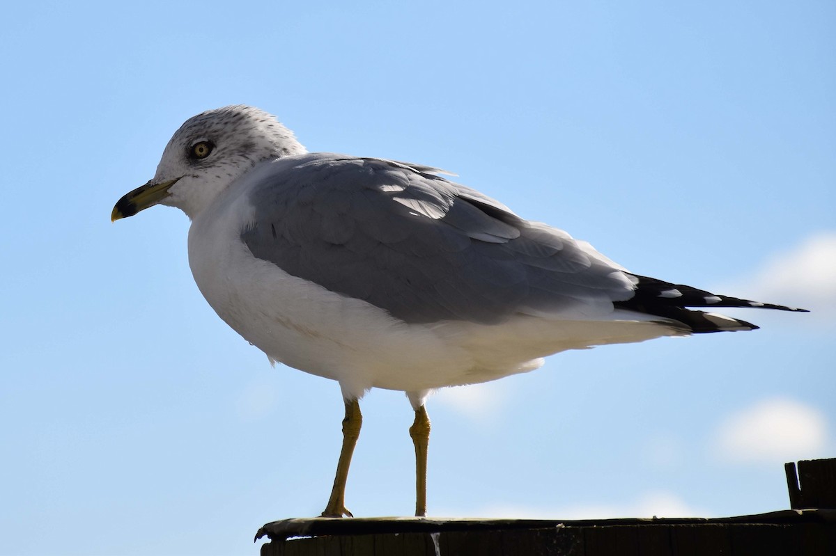 Ring-billed Gull - ML409960021