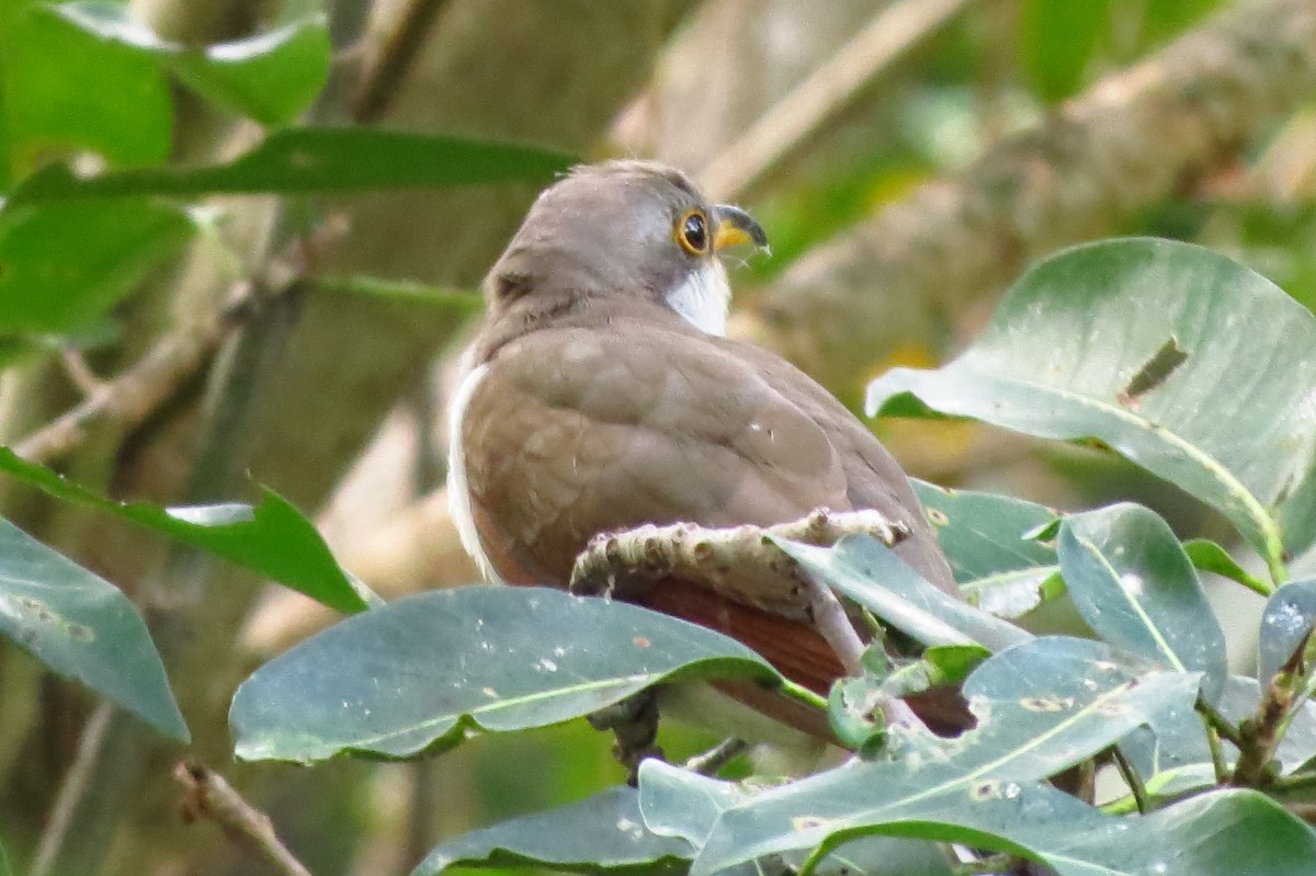 Yellow-billed Cuckoo - ML40996011