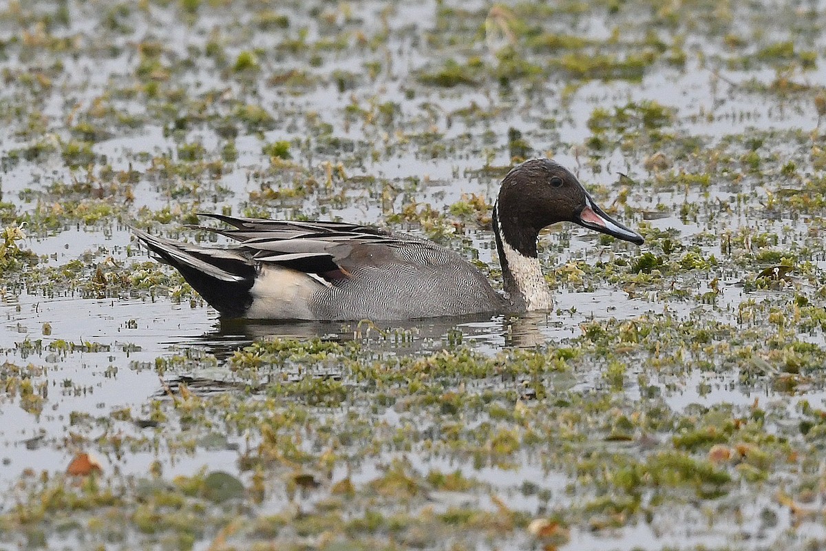 Northern Pintail - Bill Asteriades
