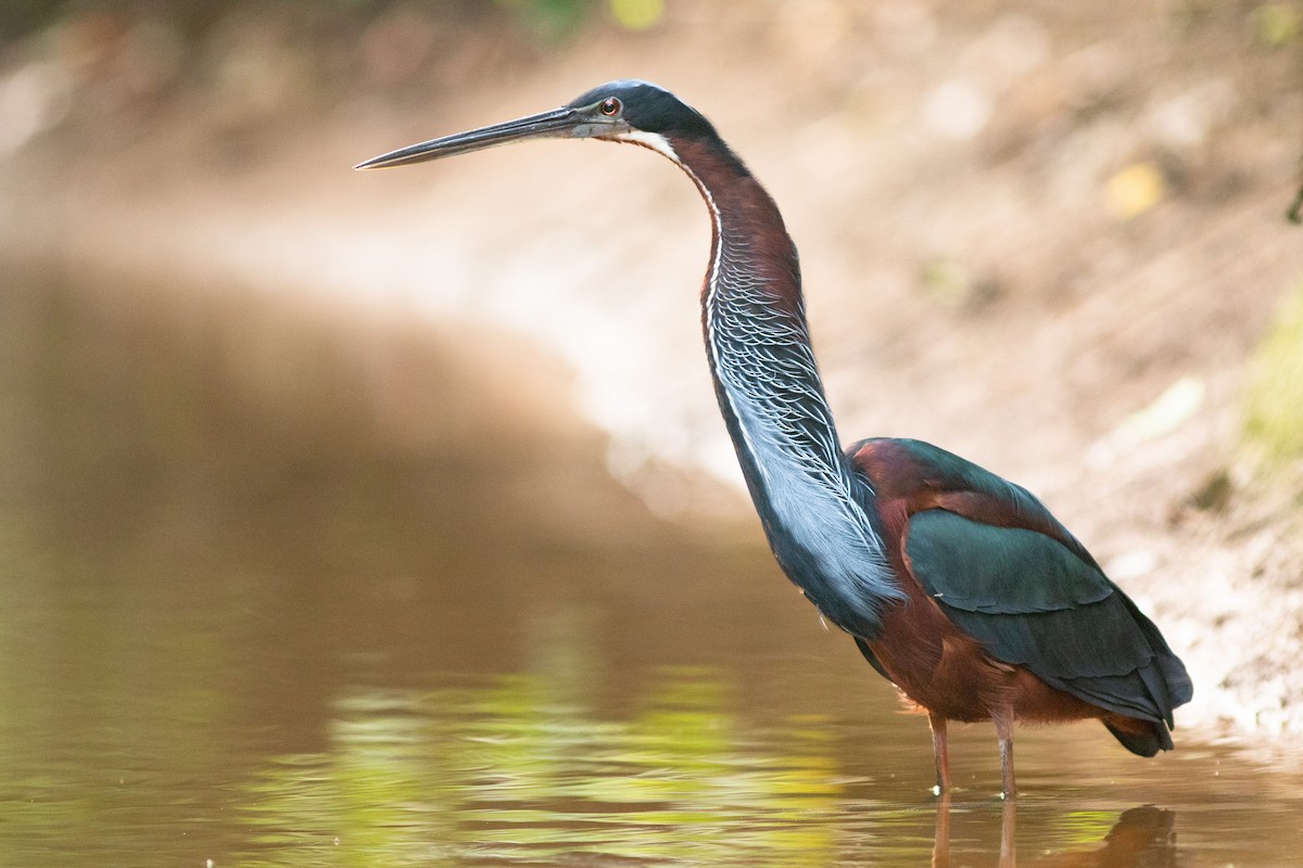 Agami Heron - ML409960741