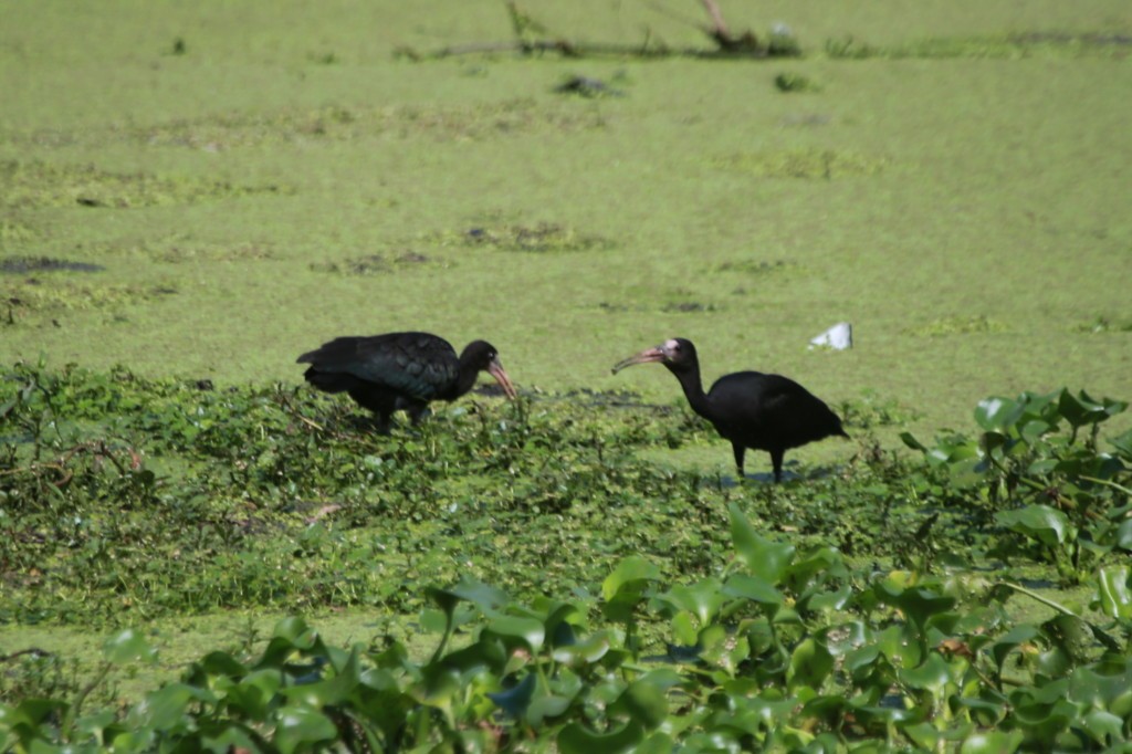 ibis tmavý - ML409960851
