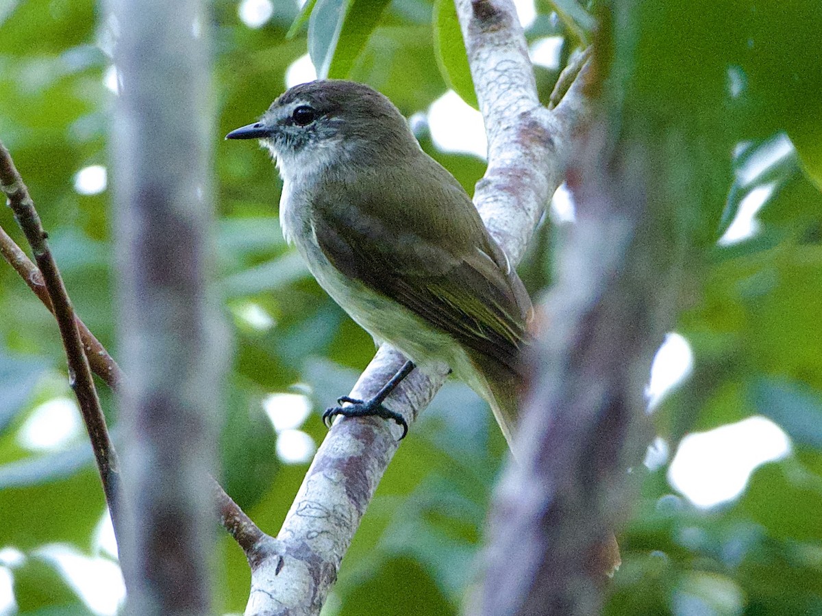 Jamaican Elaenia - Bobby Wilcox | Rockjumper Birding Tours